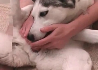 Small doggy enjoys small dick