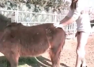 Small pony and two sicy bitches