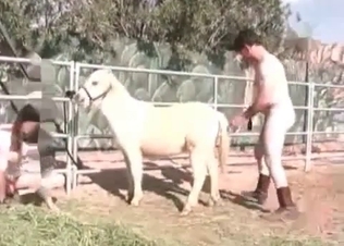 Small pony and two sicy bitches