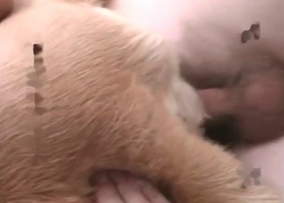 Sexy retriever enjoys anal action