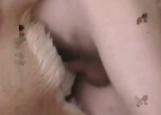 Sexy retriever enjoys anal action