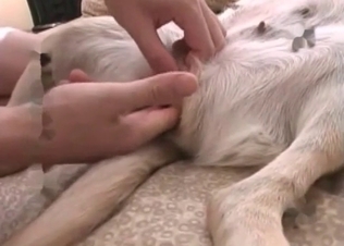 Sexy retriever enjoys anal action