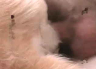 Sexy retriever enjoys anal action