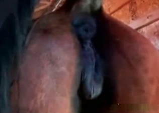 Pony is getting in the animality