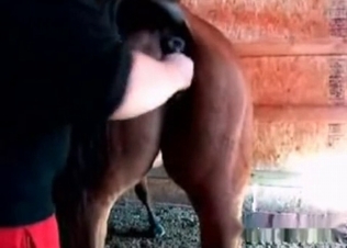 Pony is getting in the animality