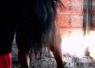 Pony is getting in the animality