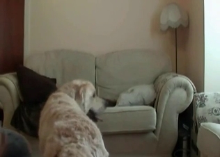 Hairy doggy is fucking her ass