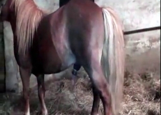 Small pony is so submissive