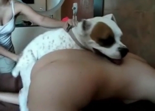 White boxer is eating her vagina