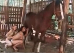 Big horse and a couple of girls