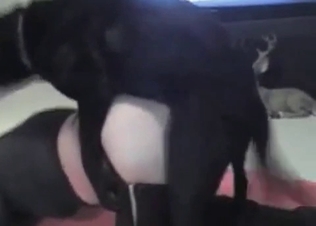Doggy style penetration in the zoo porn