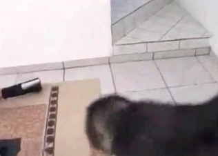 Husky is smelling her moist vagina