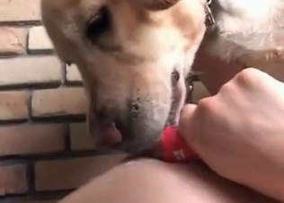 Big trained dog licks her small snatch