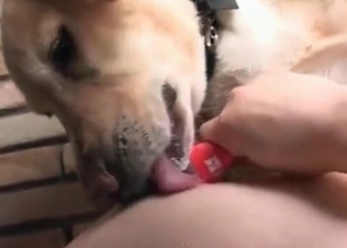 Big trained dog licks her small snatch