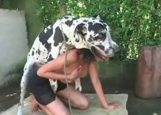 Dalmatian enjoys her little twat