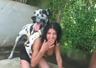 Dalmatian enjoys her little twat