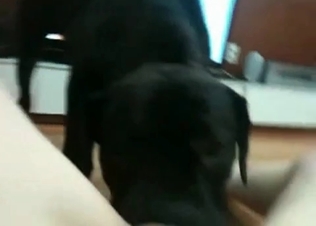 Awesome black dog fucks a tight snatch
