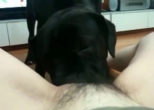Awesome black dog fucks a tight snatch