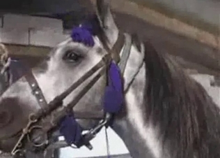 Dirty farm horse enjoys a blowjob