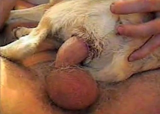 Small dog is being pounded very hard