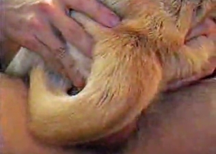 Small dog is being pounded very hard