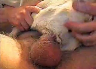 Small dog is being pounded very hard