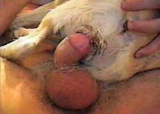 Small dog is being pounded very hard