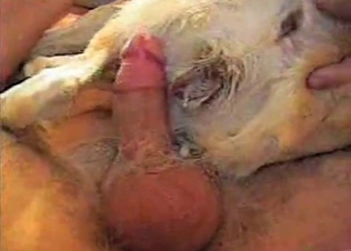 Small dog is being pounded very hard