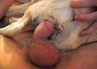 Small dog is being pounded very hard