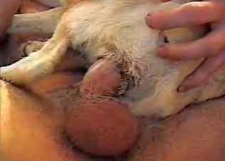 Small dog is being pounded very hard