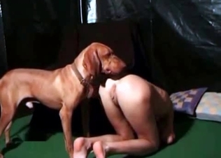Trained hunter is licking her snatch