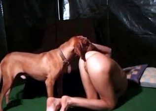 Trained hunter is licking her snatch