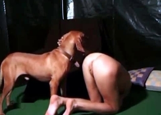 Trained hunter is licking her snatch