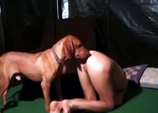 Trained hunter is licking her snatch