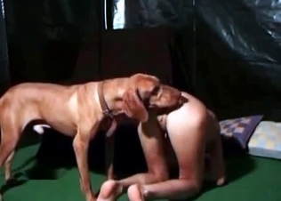 Trained hunter is licking her snatch