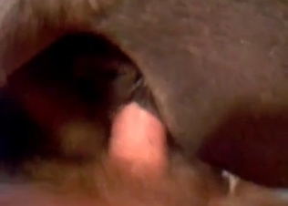 Zoophile fucks this animal in the asshole