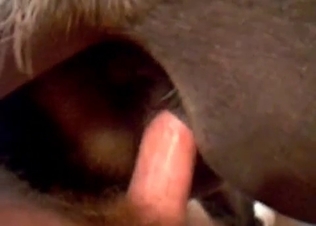 Zoophile fucks this animal in the asshole