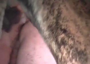 Hardcore amateur bestiality in the bedroom