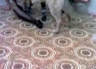 Hungry hound fucks with a kinky blonde