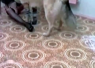 Hungry hound fucks with a kinky blonde