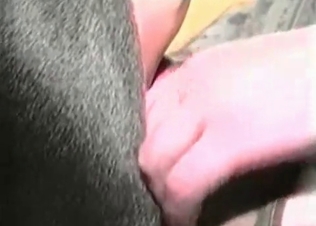 Red dick of a hound is looking tasty