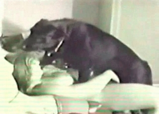 Dog licker is giving a cunnilingus