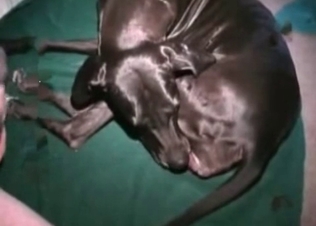 Doberman is giving a blowjob