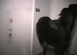 Doberman is giving a blowjob