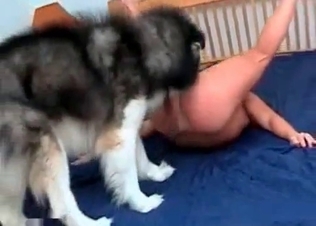 Husky is having a perverted sex