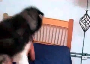 Husky is having a perverted sex