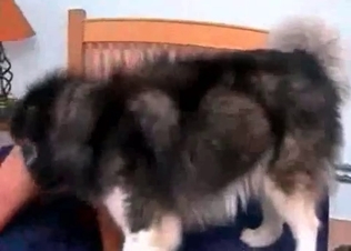 Husky is having a perverted sex