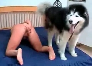 Husky is having a perverted sex