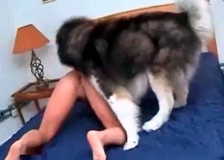 Husky is having a perverted sex