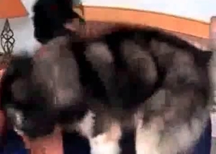 Husky is having a perverted sex